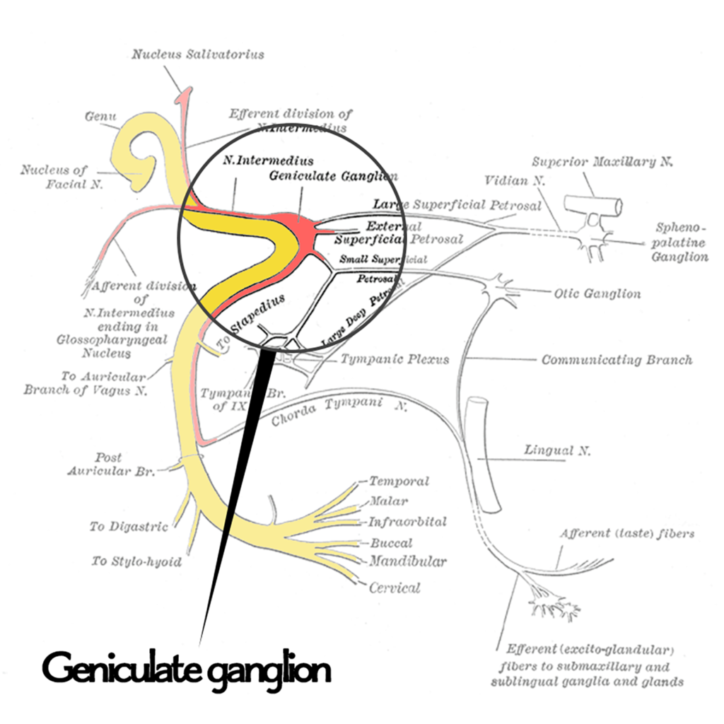 Geniculate Ganglion - Face Facts